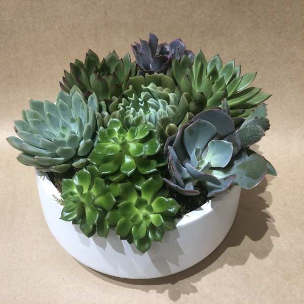 Assorted succulents arranged in a white bowl planter