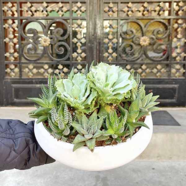 White bowl planter with assorted succulents and pale green rosettes