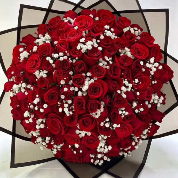 Large bouquet of red roses with white baby's breath in black-edged wrap
