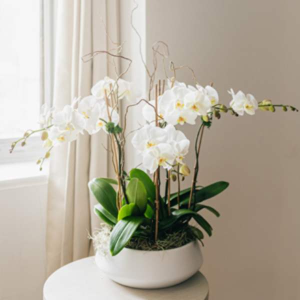 White orchid arrangement in a low white bowl planter