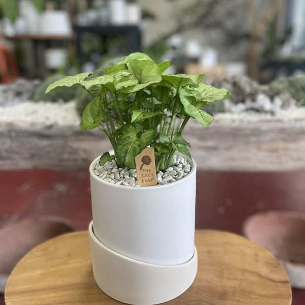 Potted green houseplant in a white ceramic planter