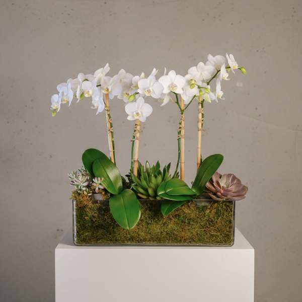 White orchids and succulents arranged in a rectangular glass planter