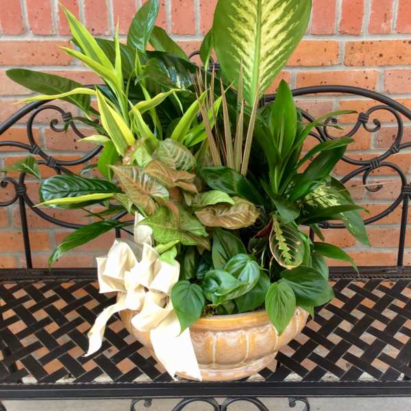 Mixed green houseplants arranged in a ceramic bowl with a white ribbon