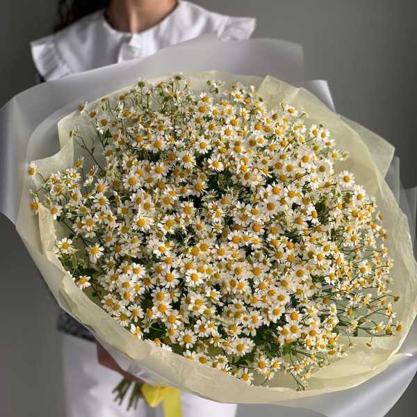 Large bouquet of small white daisies with yellow centers wrapped in pale paper
