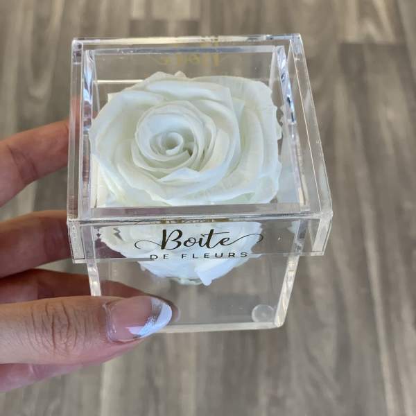White rose in a clear acrylic box