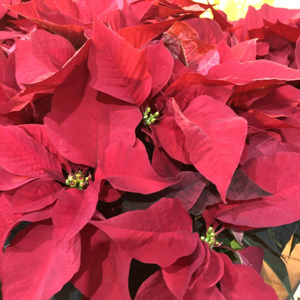 Poinsettia plant