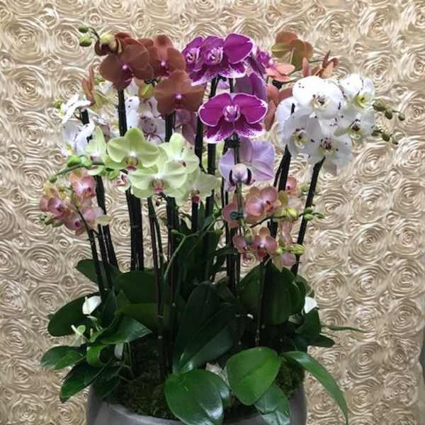 Potted orchid arrangement with purple, white, and pink blooms