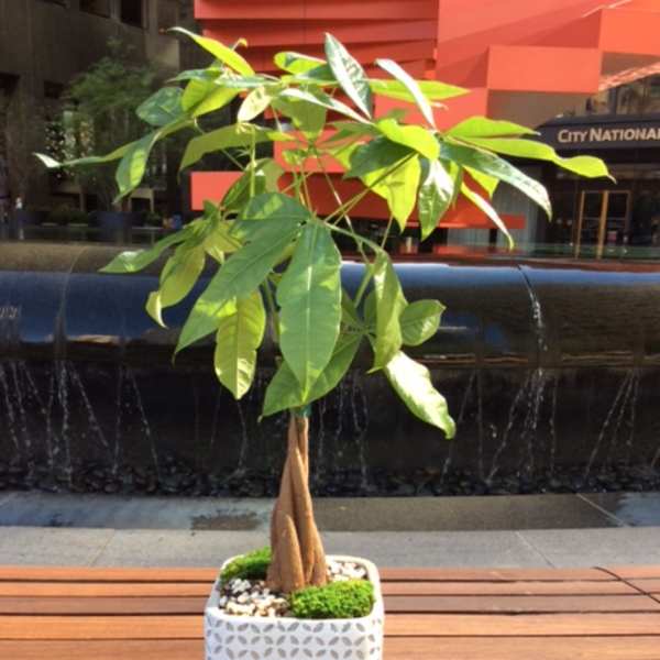 Potted money tree plant in a white square planter
