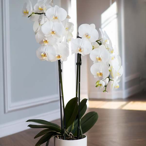 White orchid plant in a tall white pot