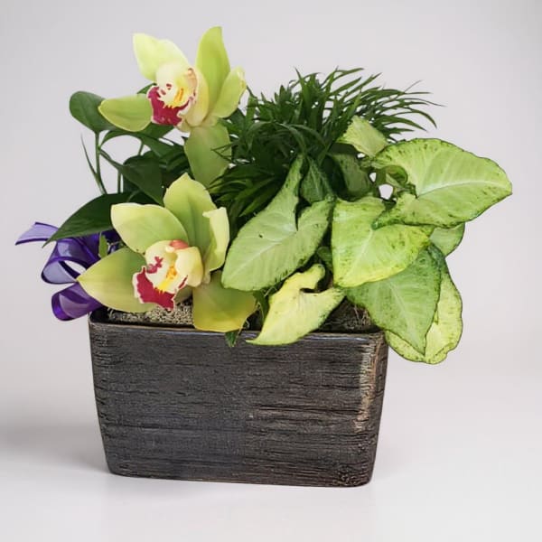 Potted orchid arrangement with green foliage in a rectangular planter