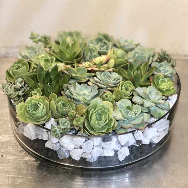Low glass bowl garden filled with assorted green succulents over white stones