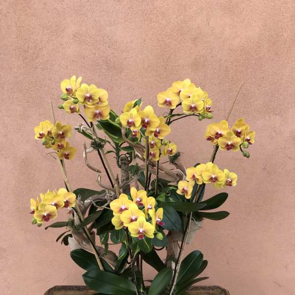 Yellow orchids arranged in a decorative planter on a wooden table