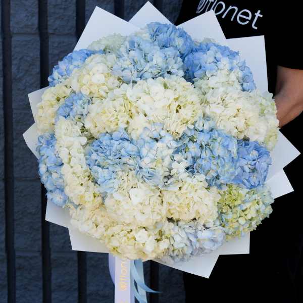 Large bouquet of blue and white hydrangeas wrapped in white paper