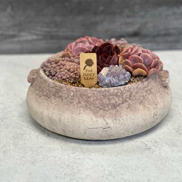 Succulent arrangement in a shallow stone bowl with a small plant tag