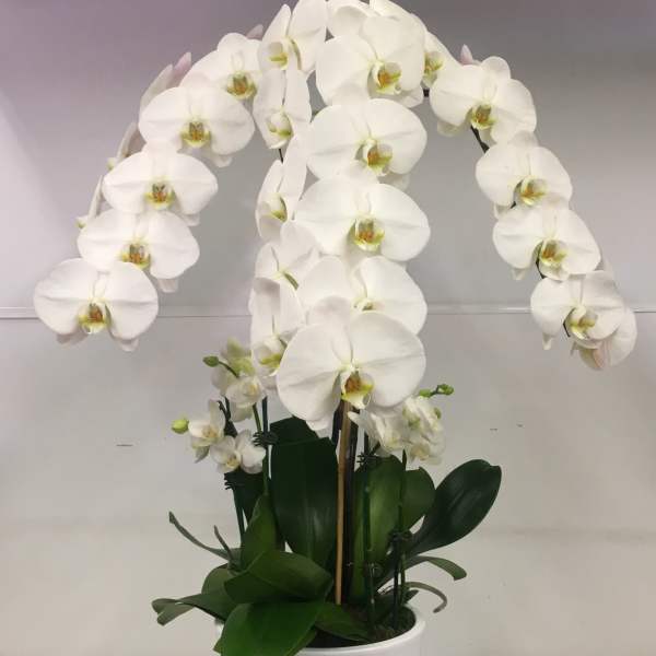 Premium arrangement