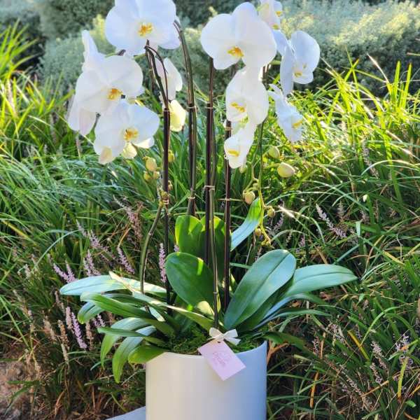 White orchids in a white pot with broad green leaves