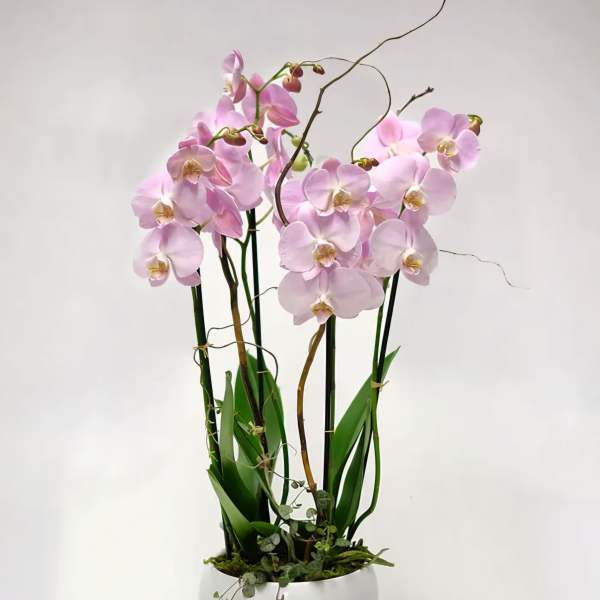 Pink orchids in a white ceramic pot