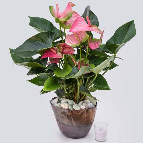 Pink anthurium plant in a brown pot with decorative stones
