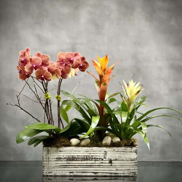 Orchid and bromeliad arrangement in a white wooden planter