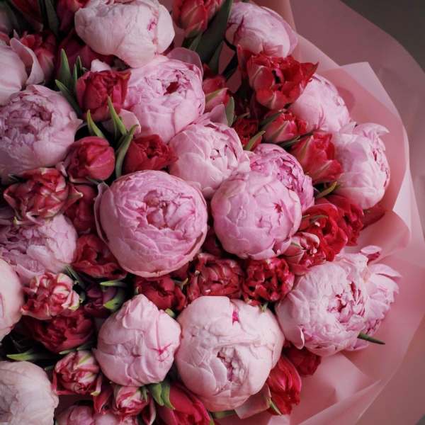 Bouquet of pink peonies and red tulips wrapped in pink paper