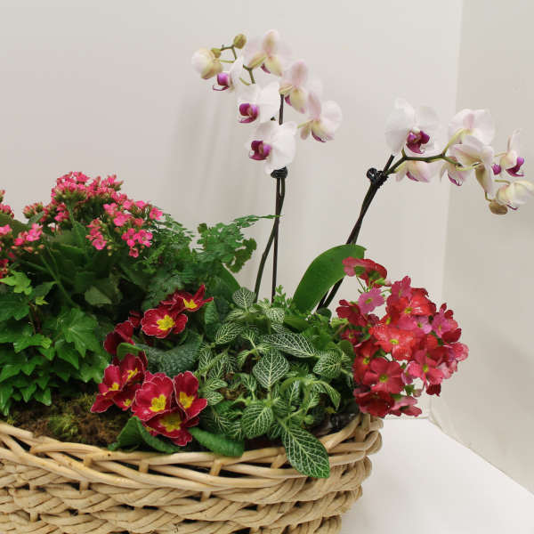 Mixed blooming plants in a woven basket with white orchids and pink flowers