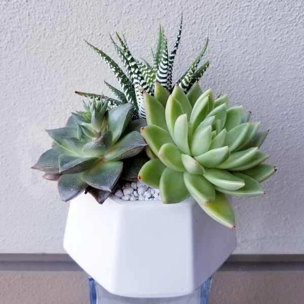 Succulent arrangement in a white geometric pot