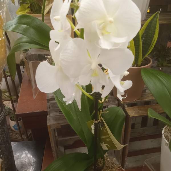 White orchid blooms in a white pot with broad green leaves