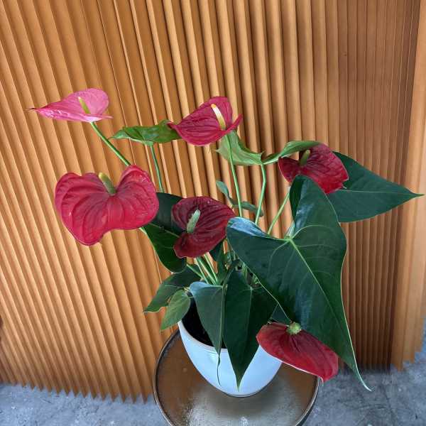 Potted anthurium plant with red blooms in a white pot