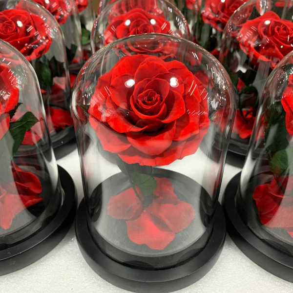 Red rose under a clear glass dome on a black base
