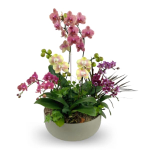 Bowl planter with multiple pink, cream, and purple orchid plants.