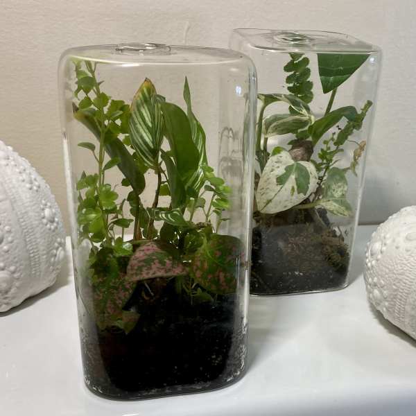 Two rectangular glass terrariums with assorted small houseplants on a white surface.