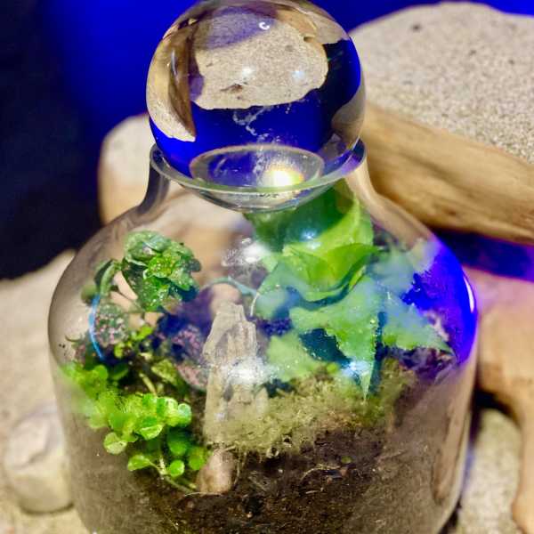 Glass terrarium jar with small green plants and soil on a sandy surface