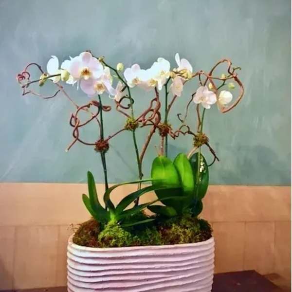 Potted orchid arrangement in a white ribbed planter