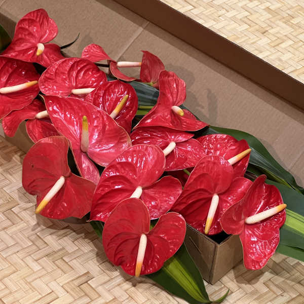 Bundle of red tropical flowers with pale centers packed in a cardboard box.