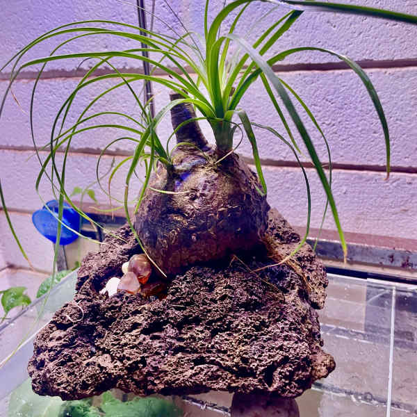 Bulbous caudex plant with long arching green blades mounted on a rough stone above a glass tank