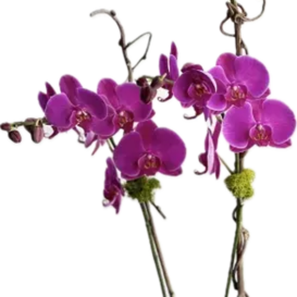 Linda Orchid Plant