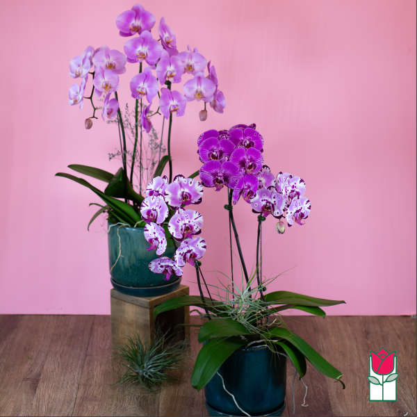 Two potted orchid arrangements with purple blooms on a pink background.