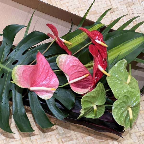 Loose pink, red, and green anthurium stems with large tropical leaves in a shallow cardboard box.