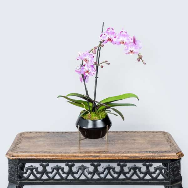 Pink orchid plant in a black pot on a decorative stand