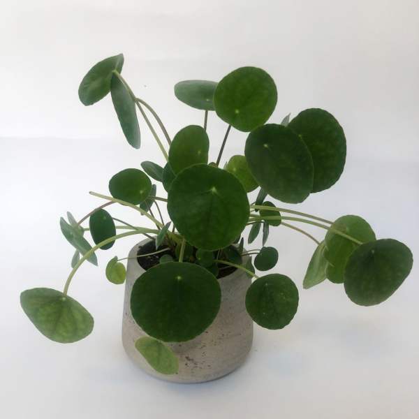 Pilea Plant