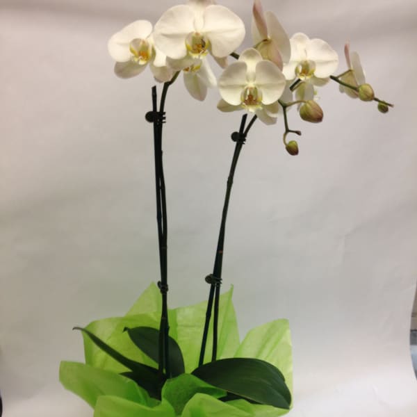 White Delight Orchid (LONG LASTING)