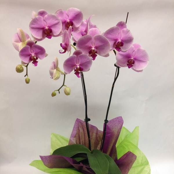 Purple Delight Orchid. ( Long Lasting)