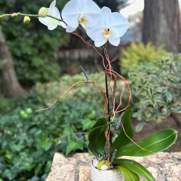 White orchid arrangement in a small white pot