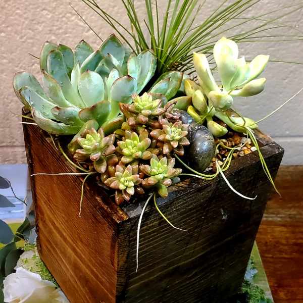 Succulent planter with mixed rosettes and tall grass in a rustic wooden box.
