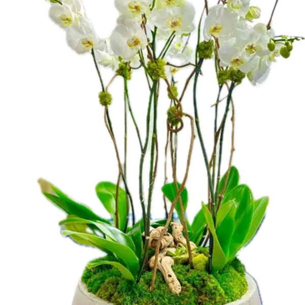 Rustic Orchid Plant