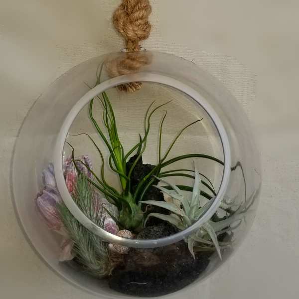 Hanging glass globe terrarium with air plants, dark stones, and seashell accents on a rope