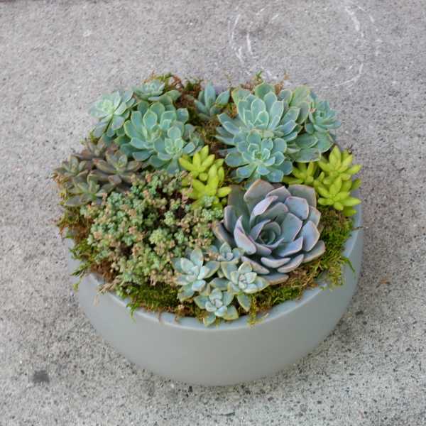 Round planter filled with assorted succulents in blue-green and purple tones