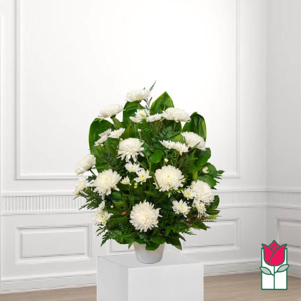 White chrysanthemum arrangement in a white vase