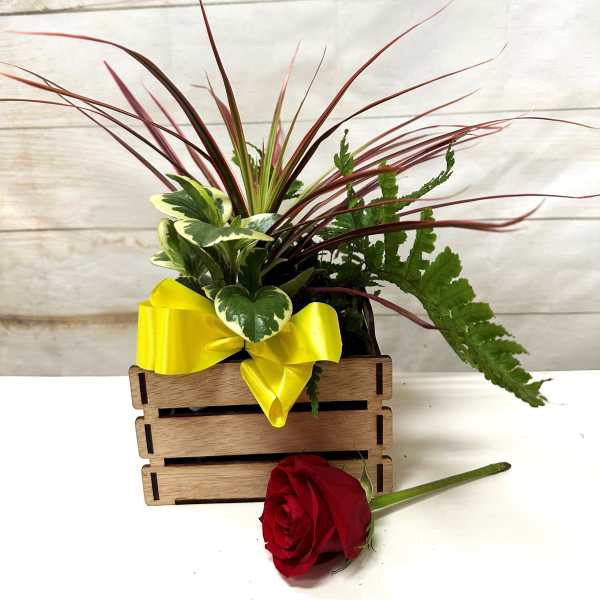 Potted mixed plants in a wooden crate with yellow bow and a single red rose lying in front