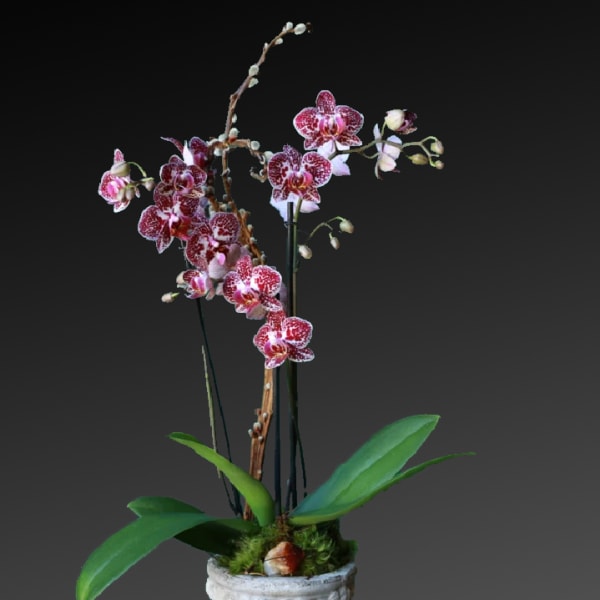 Potted orchid arrangement with pink-speckled blooms in a white urn